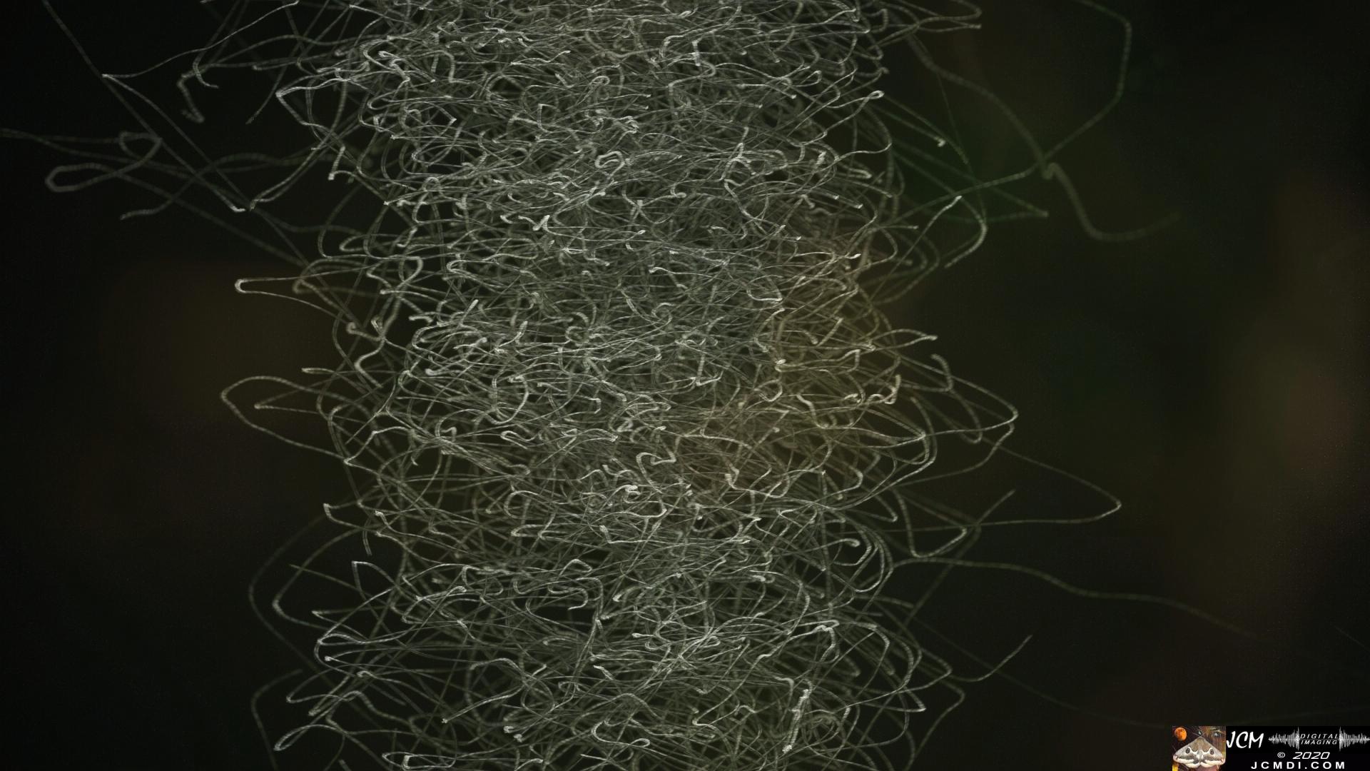 V25070b Tornado Bugs frames 1-499 IRV G.47, composite NoDK0270